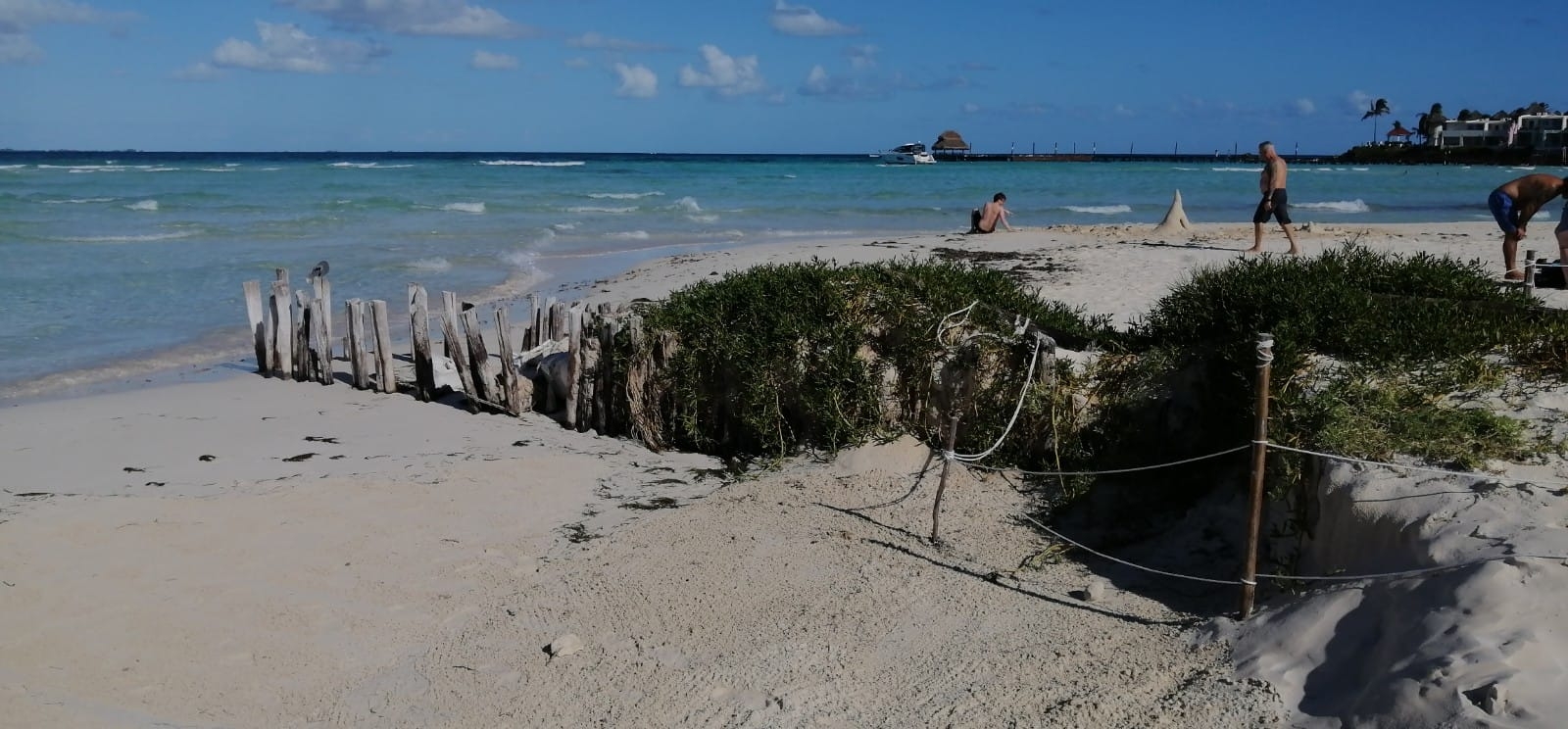 Protegen vegetación de ornato en Playa Norte, el objetivo es generar duna y combatir la erosión