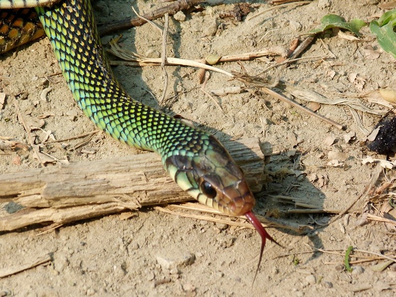 Petatilla de Punta Verde, una de las serpientes más bellas de Centroamérica y nativa de Yucatán