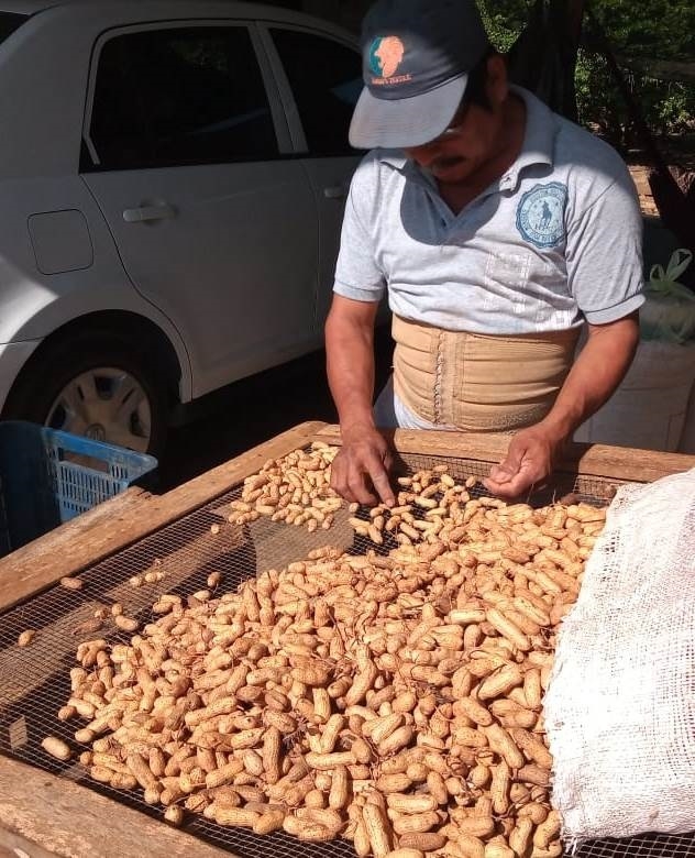 Productores de cacahuate anuncian escasez por falta de lluvias en Campeche