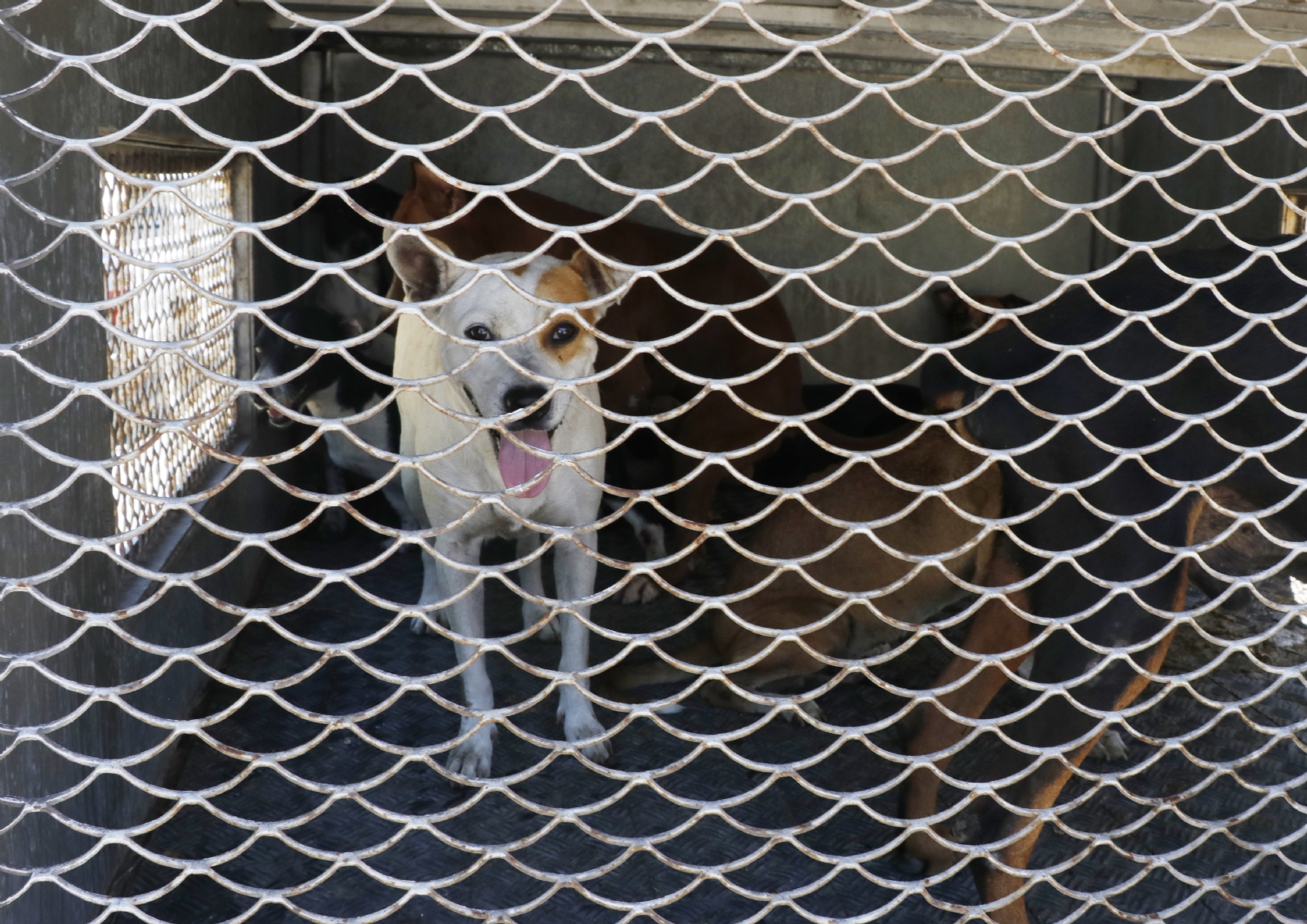 “Sanando Corazones Perrunos” logró este año la esterilización de 150 canes en abandono