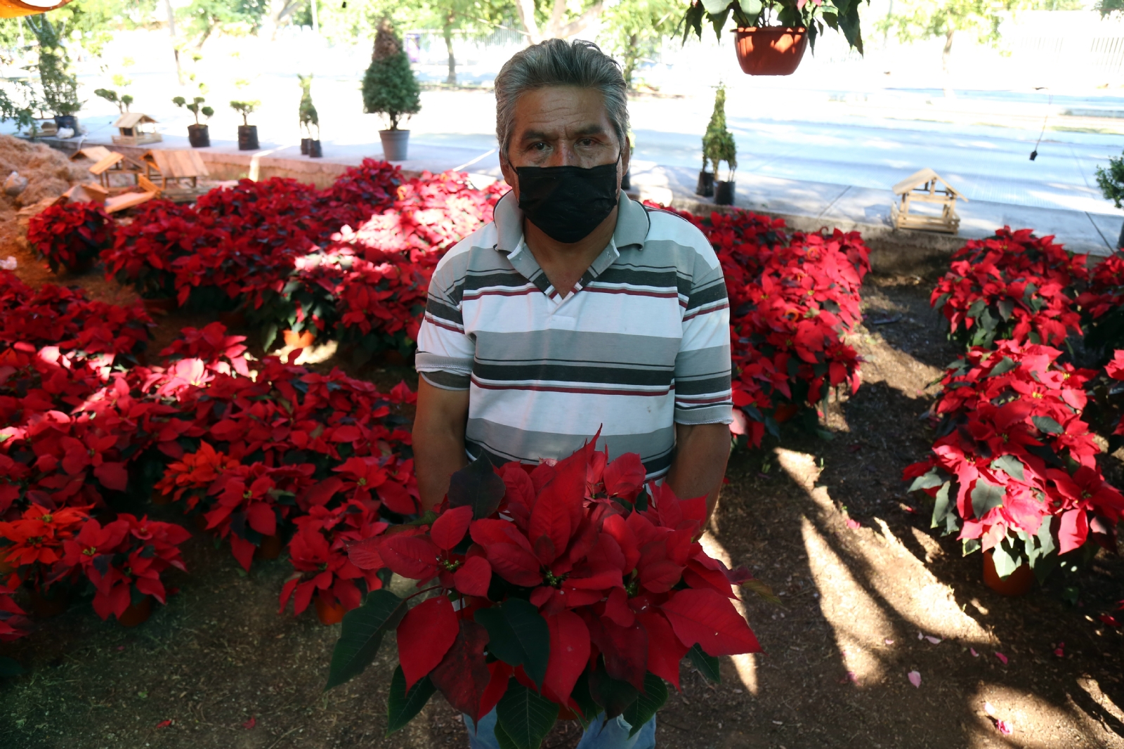 Flor de Nochebuena, un regalo que México le ofrece al mundo: FOTORREPORTAJE