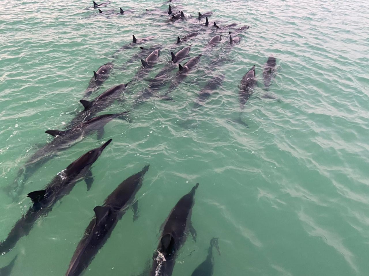 Muere delfín varado en playas de Holbox; avistan a un grupo de 50 ejemplares