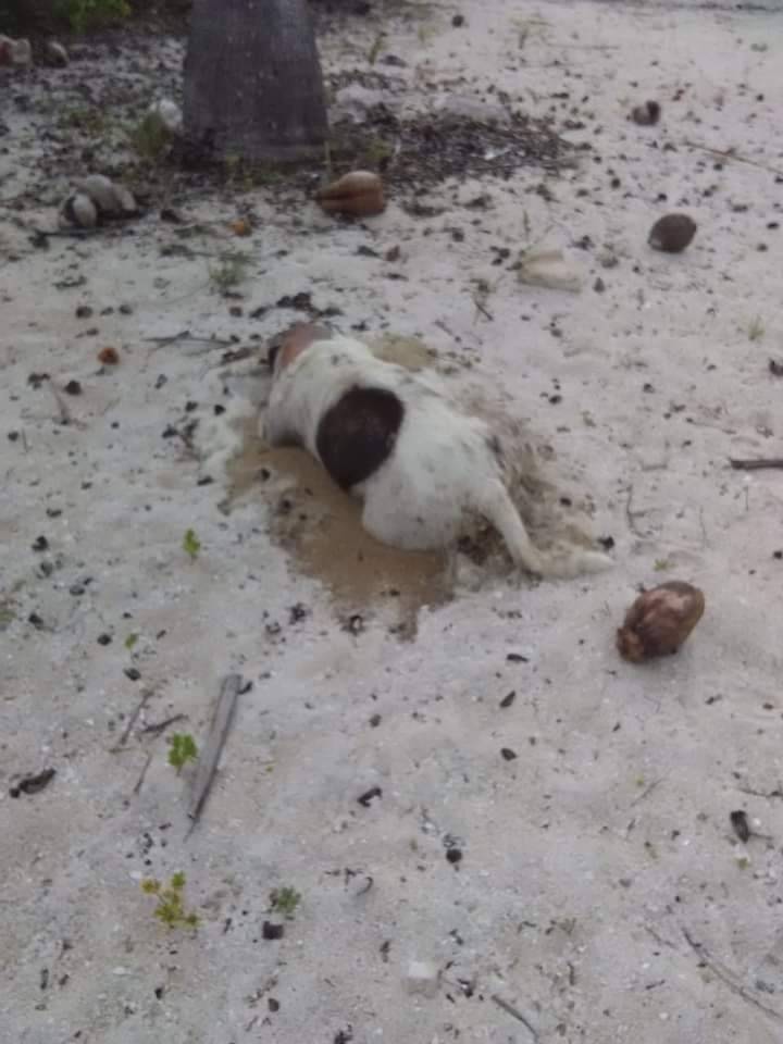 Reportes de perros envenenados alerta a pobladores de San Crisanto