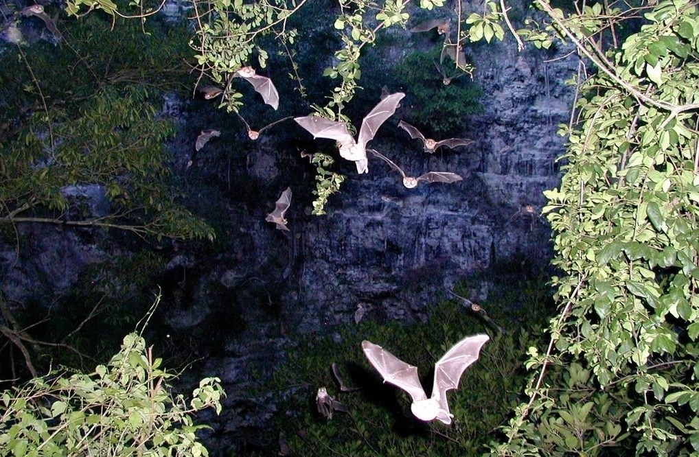 El volcán de los murciélagos, espectáculo de la naturaleza único en Campeche