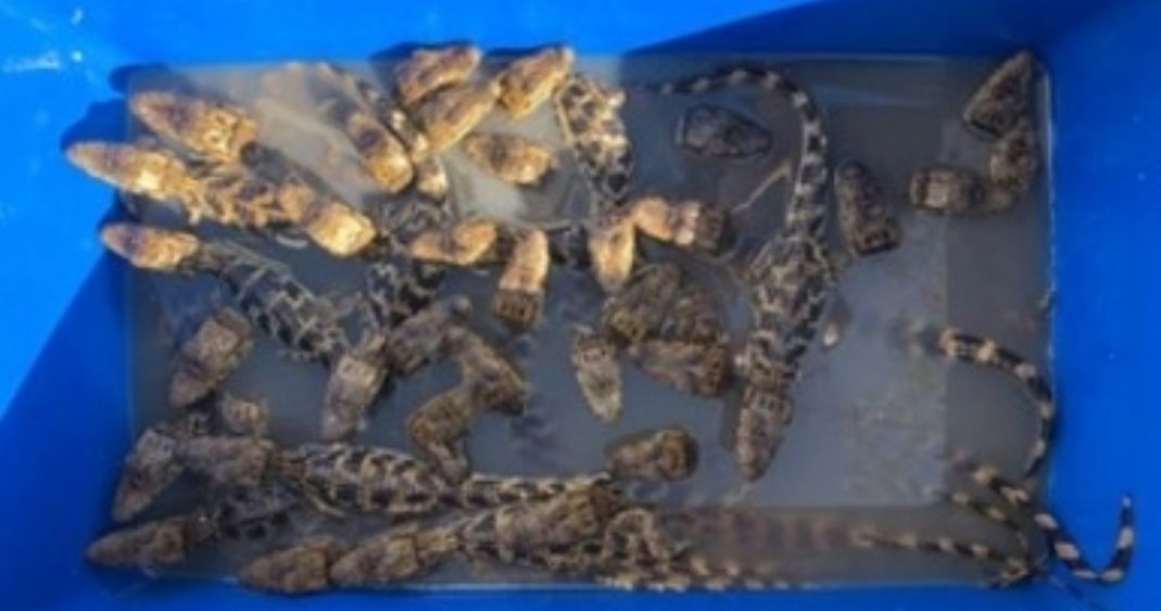 Rescatan a 39 cocodrilos transportados en una hielera en Chiapas