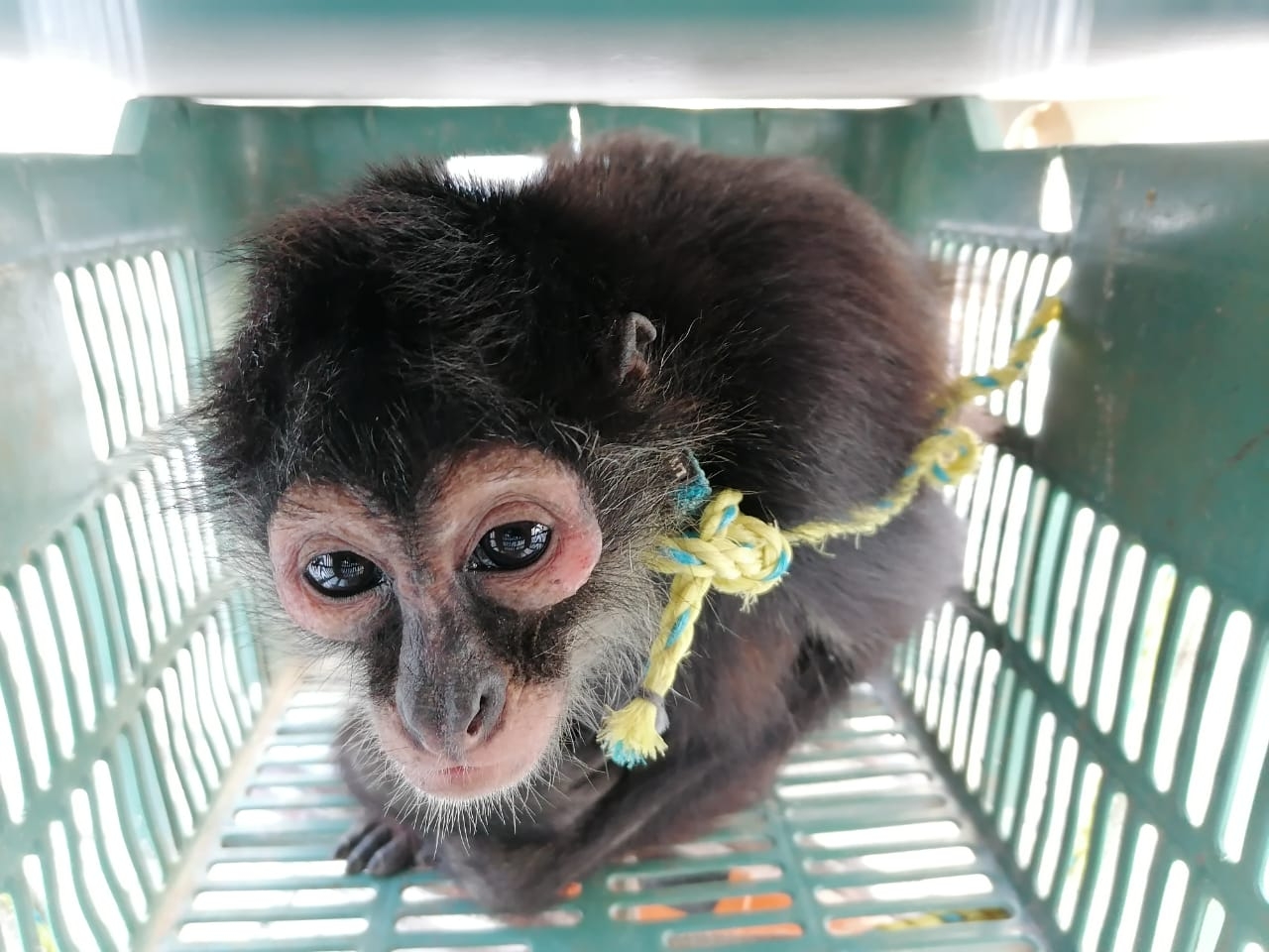 Mono araña es capturado tras persecución en Ciudad del Carmen