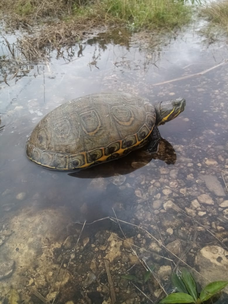 Rescatan a una tortuga de ser atropellada en Progreso