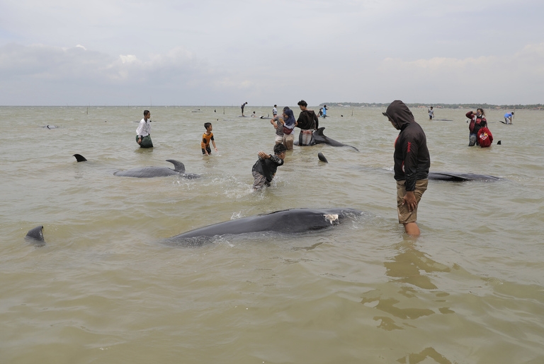 Mueren 42 ballenas luego de quedar varadas en isla de Indonesia