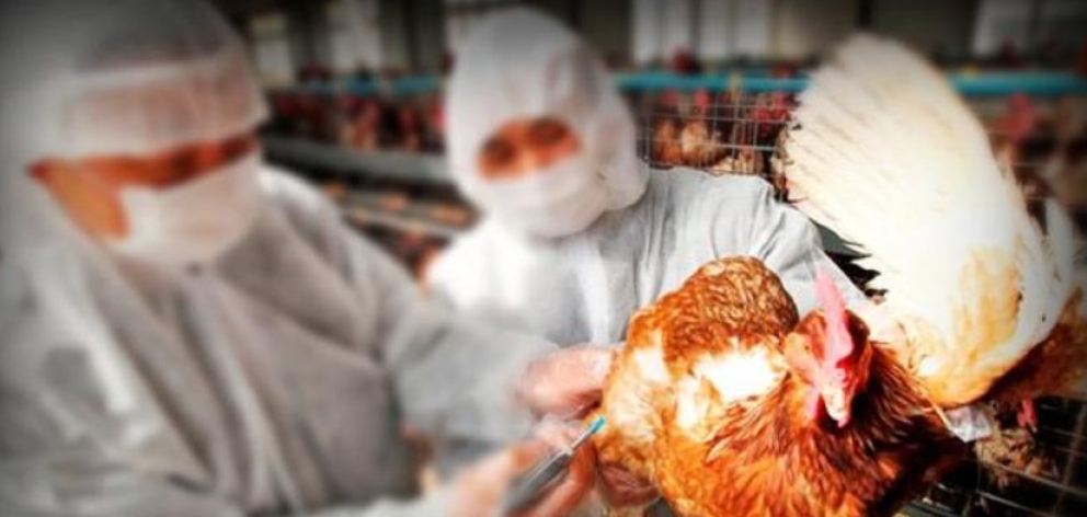 Rusia detecta primer caso de transmisión de cepa H5N8 de gripe aviar en humanos