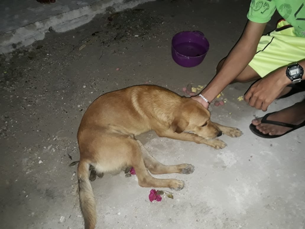 El perro dejado por sus dueños en el basurero de El Cuyo, fue rescatado y trasladado al vecino Estado de Quintana Roo