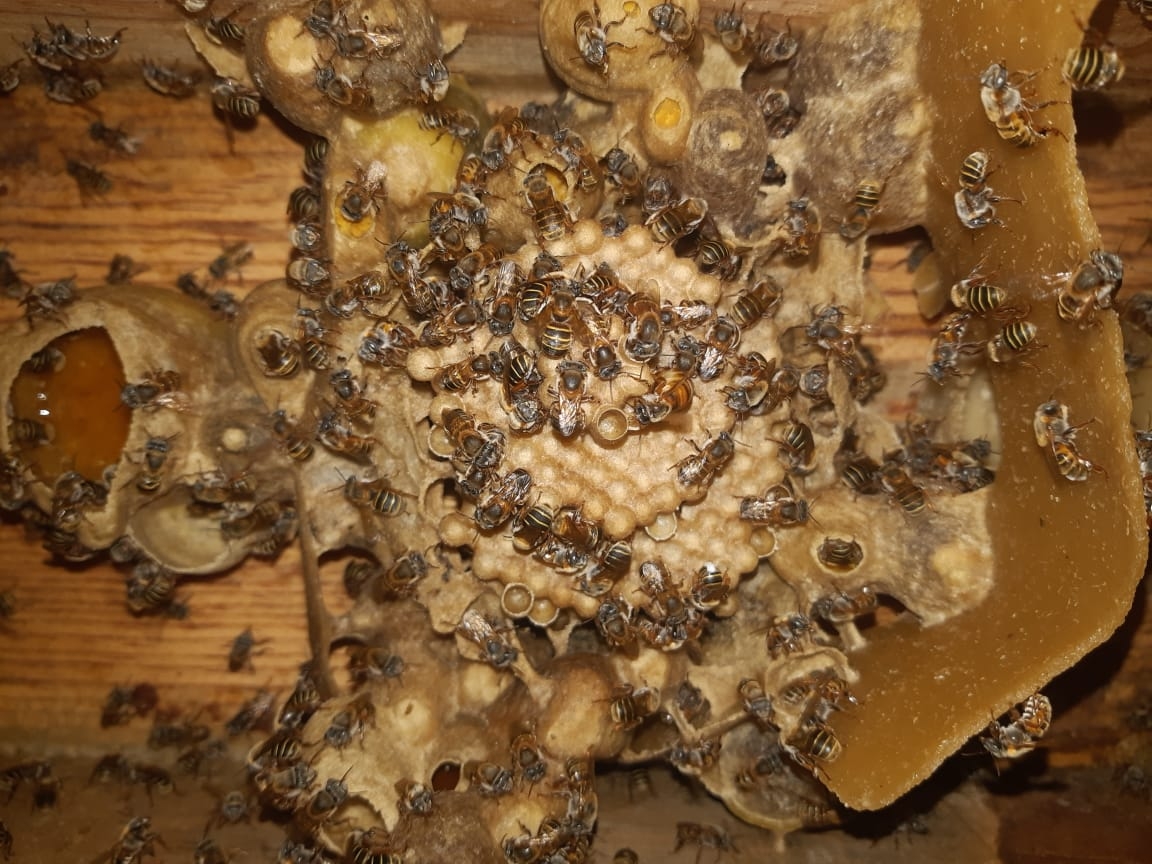 Proyecto busca preservar la miel de abeja melipona en Yucatán