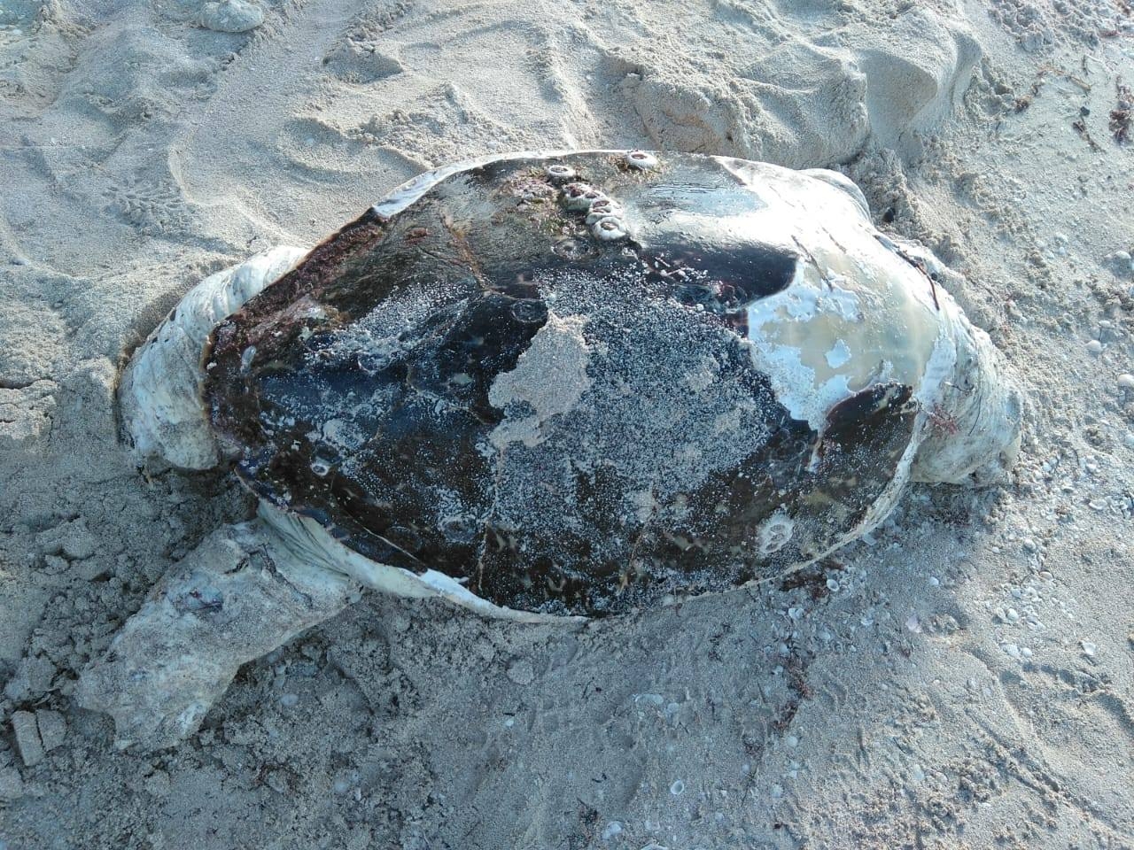 Aparece otra tortuga muerta en Progreso; van tres esta semana