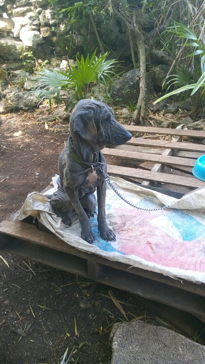 Empleados del Ayuntamiento bañan a perrito con aceite en Tizimín