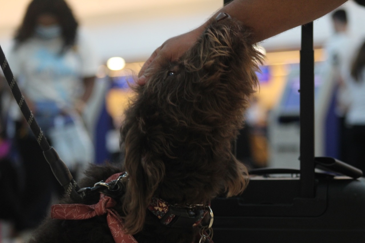 Max, el perrito viajero que acompaña a su familia en el aeropuerto de Cancún