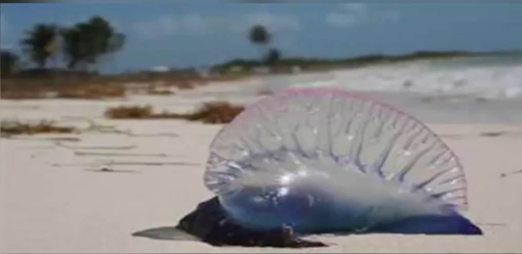 Alertan presencia de la medusa 'Fragata Portuguesa' en playas de Cozumel