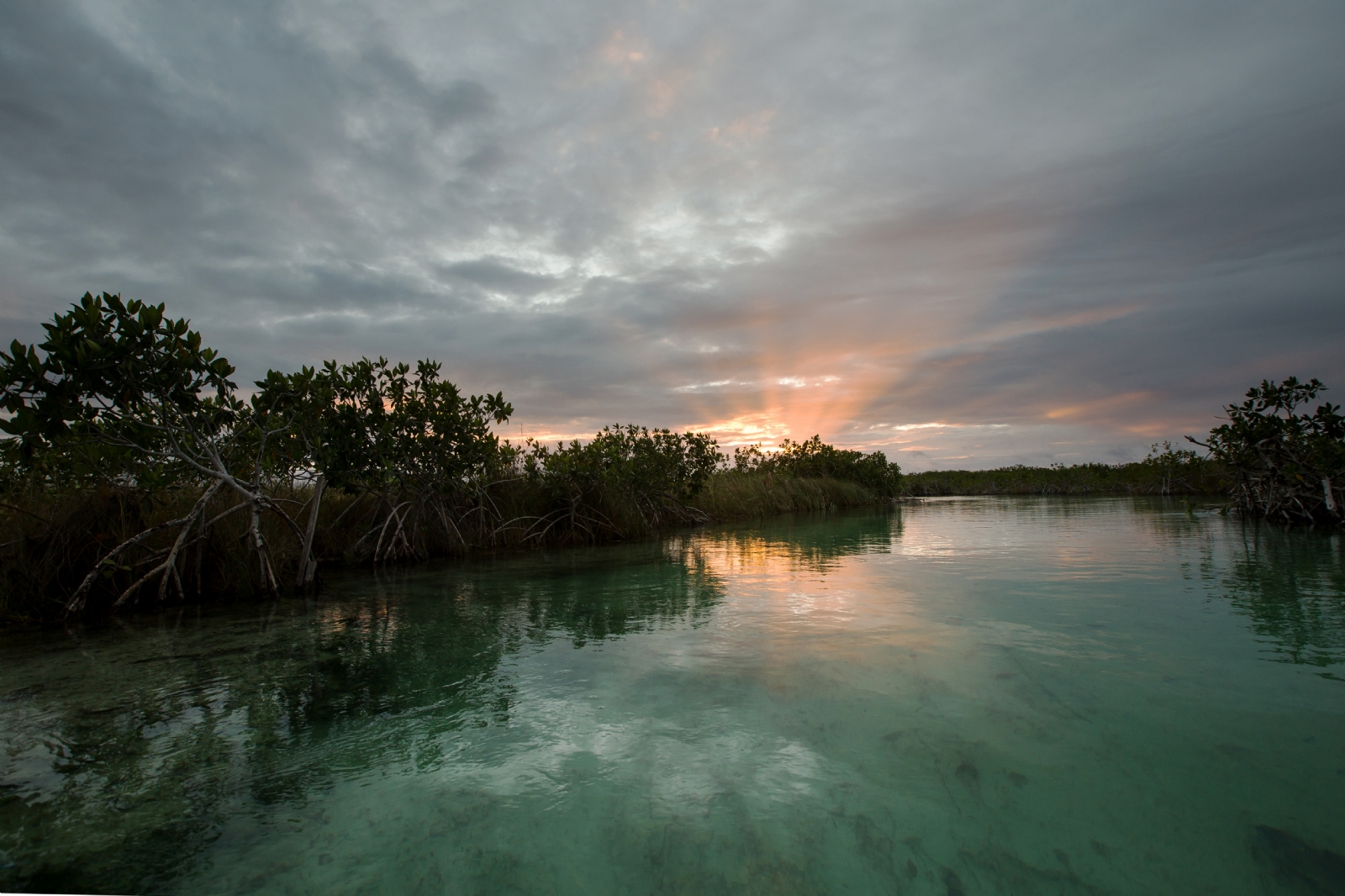 Los manglares mejoran la protección de la costa en caso de huracanes