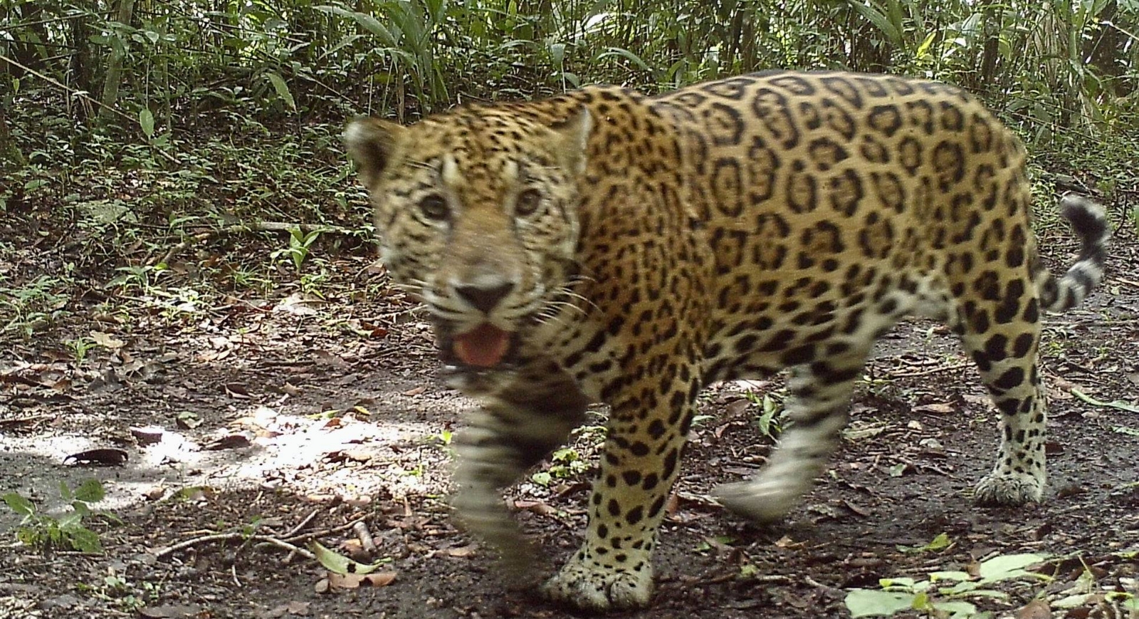 Captan a jaguar tomándose 'selfies' en la Selva Maya de Campeche