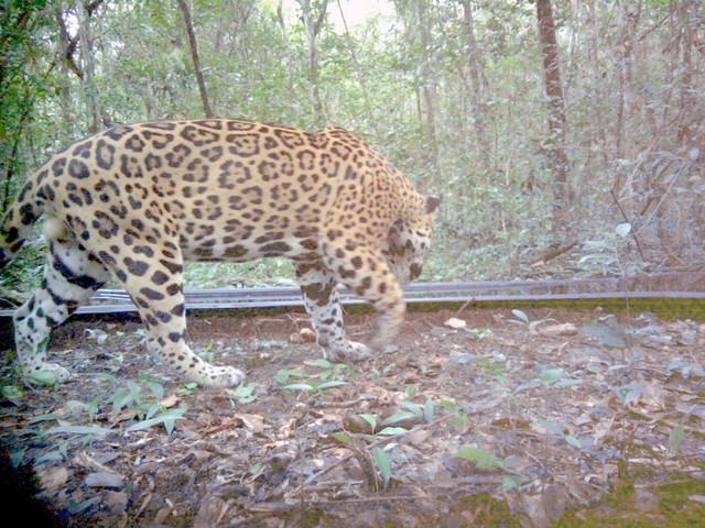 Calculan más de 800 jaguares en paso de Tren Maya en Calakmul