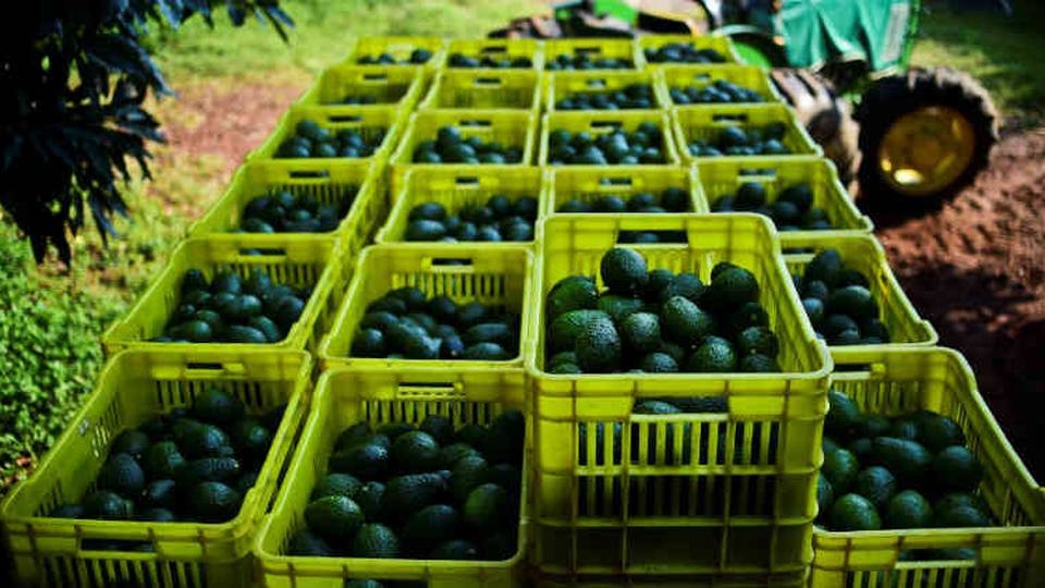 El Aguacate es uno de los frutos que más se exporta de México a Estados Unidos. Foto: AFP