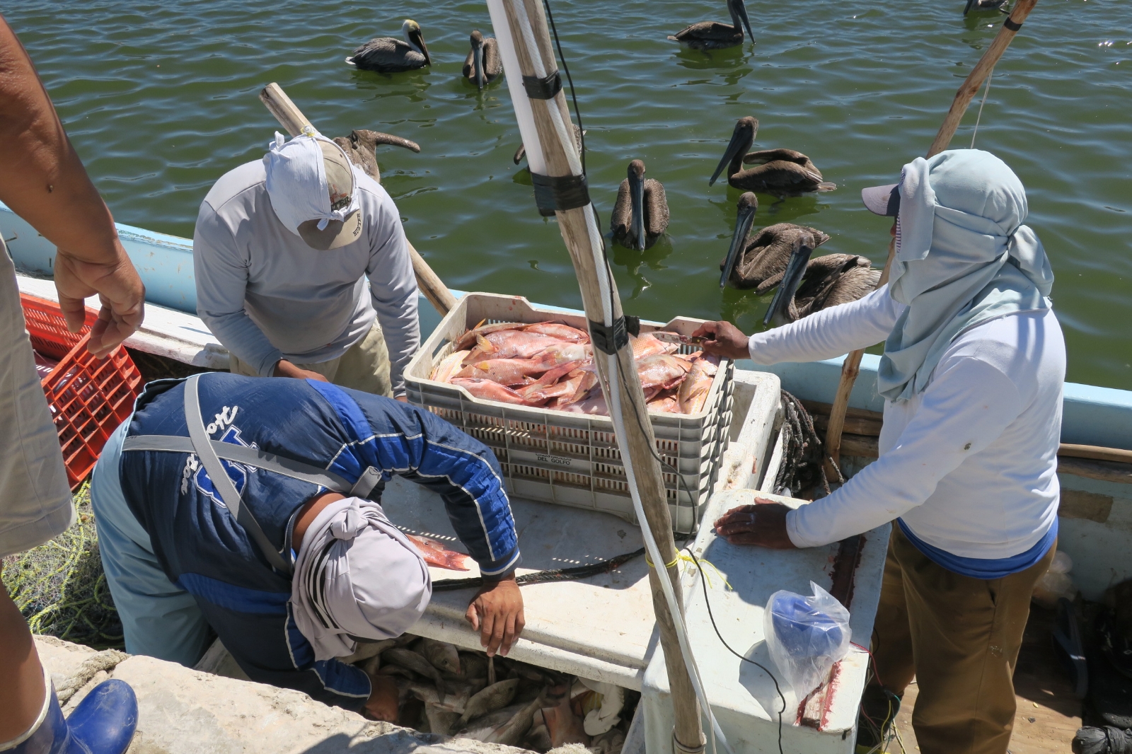 En Yucatán, cierra temporada del mero con captura de más de 5 mil toneladas