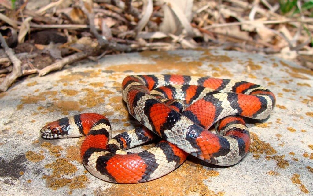 Las serpientes más comunes y venenosas en Yucatán