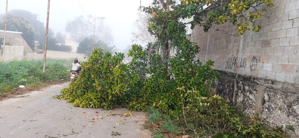 Se desprende rama de árbol en José María Morelos e impide paso vehicular