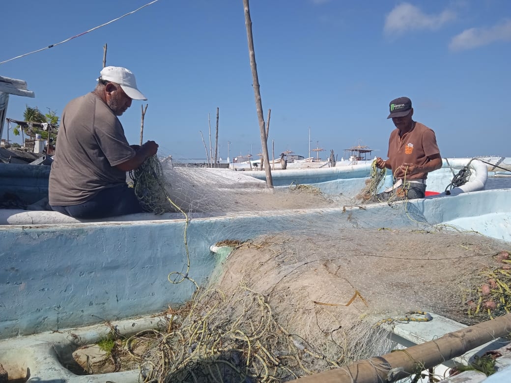 Pescadores rechazan posibles cambios en periodos de captura de pulpo en Campeche
