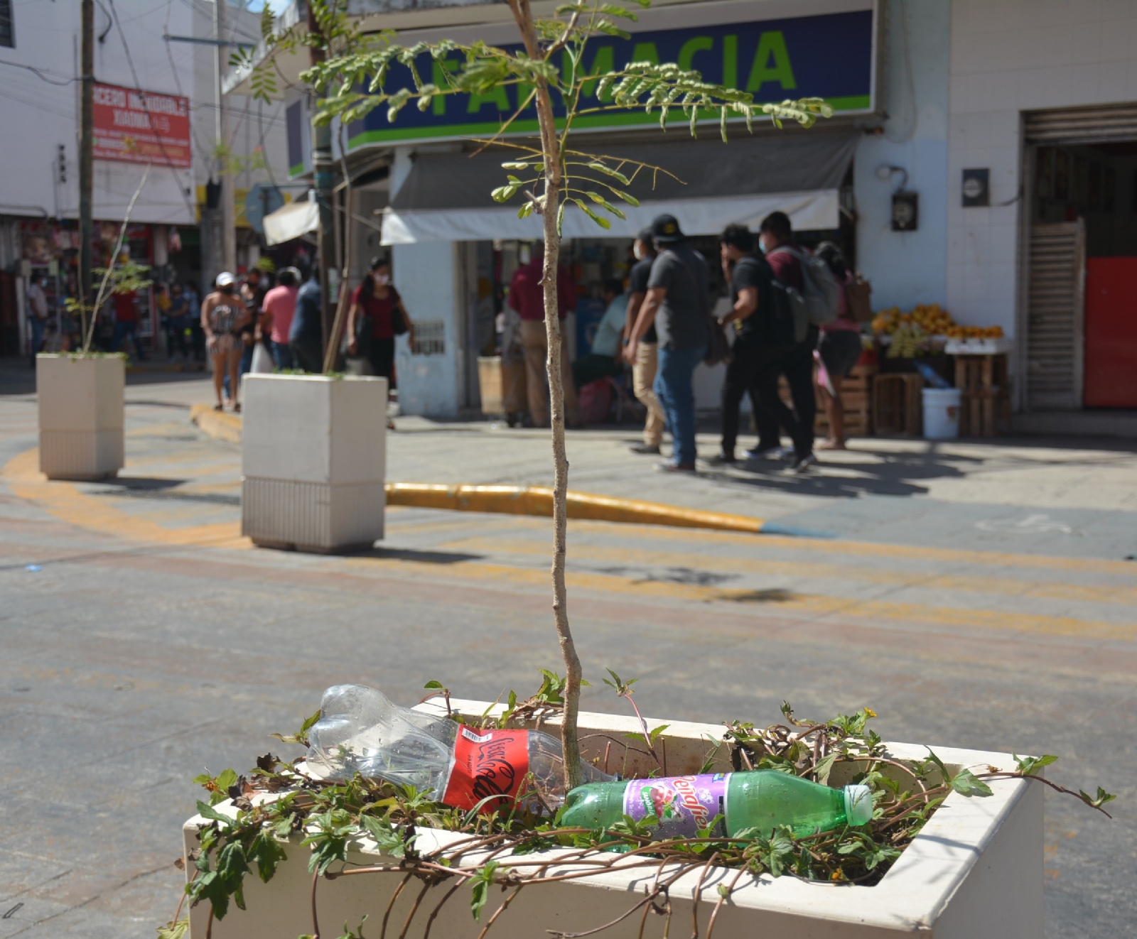 Maceteros, nuevos basureros para ciudadanos de Mérida