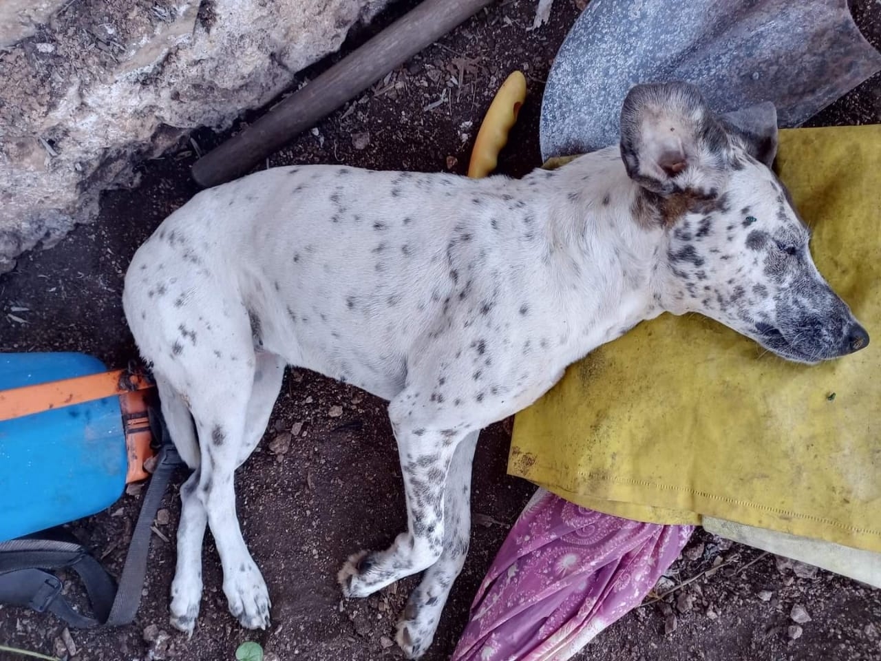 Joven denuncia el envenenamiento de sus perros en Bethania, Campeche