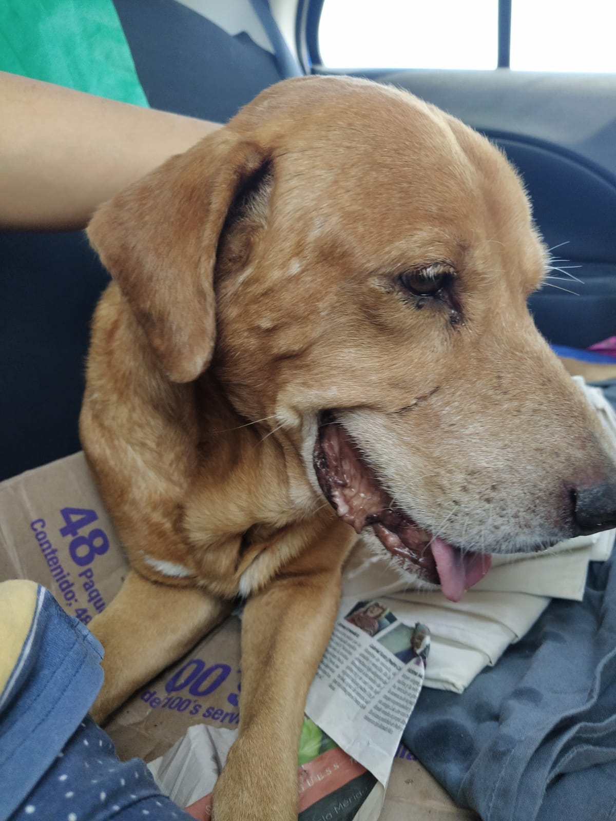 Perro maltratado encuentra nuevo hogar en Progreso