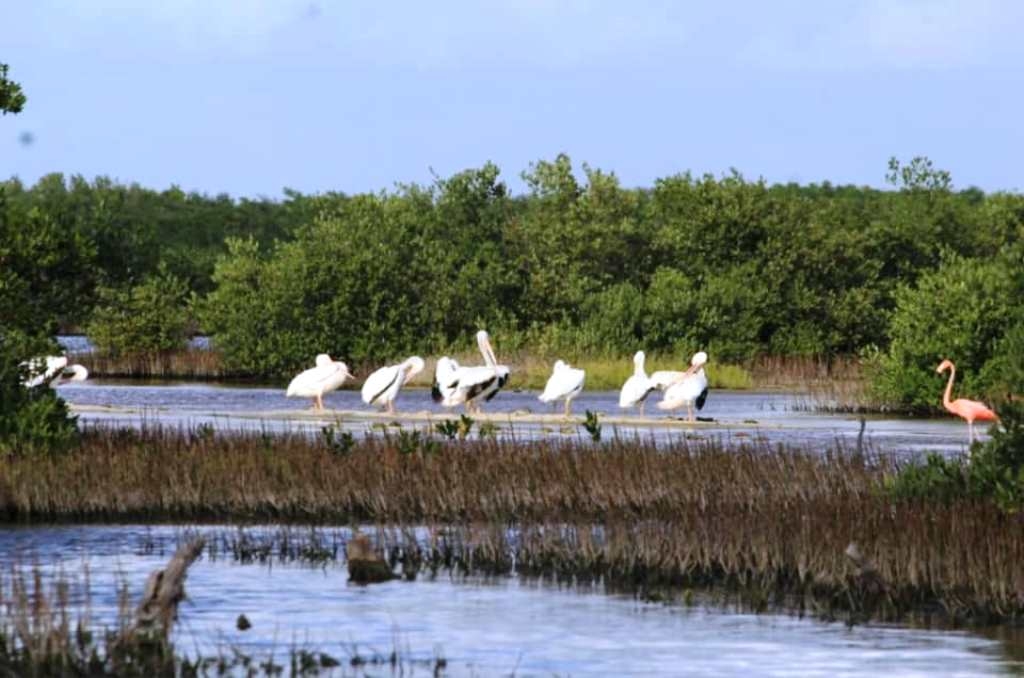 Avistan parvada de pelícanos blancos en Punta Sur, Cozumel
