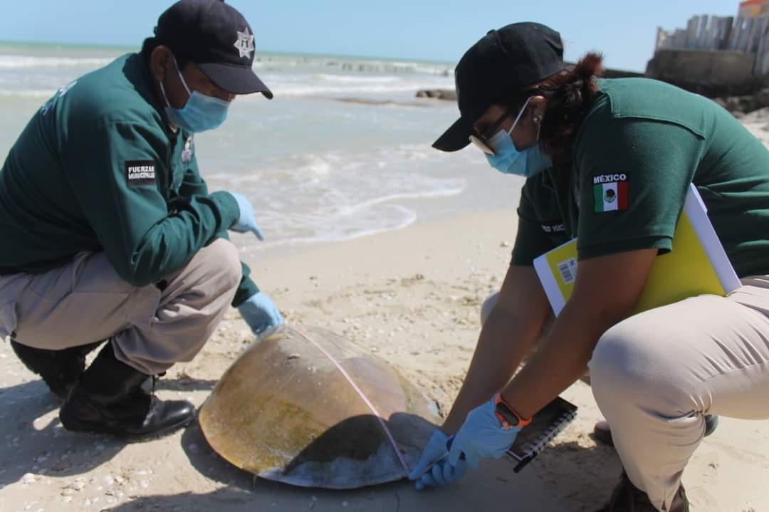 Continúan los avistamiento de tortugas muertas en las costas de Yucatán