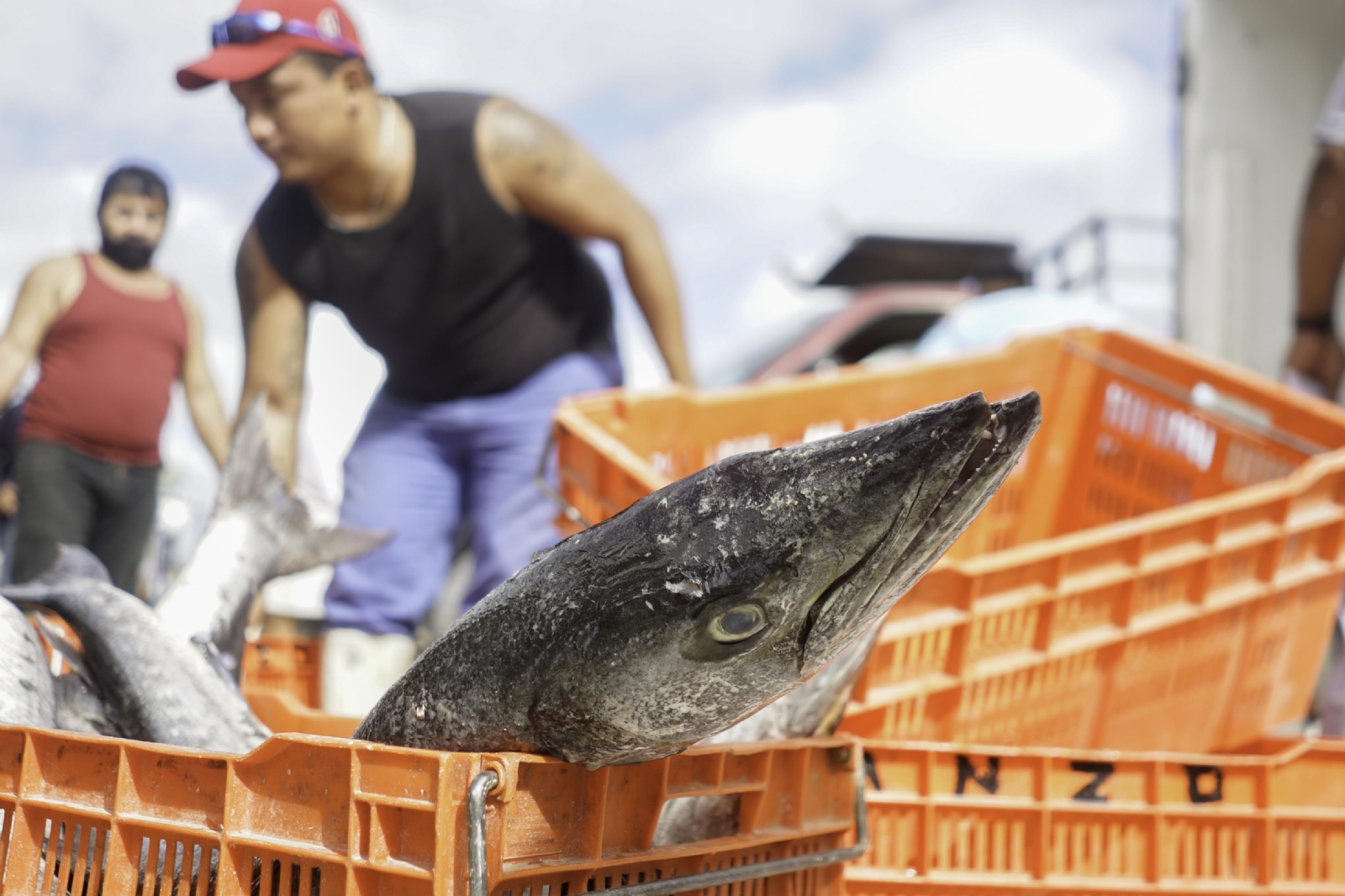 'Estafa pesquera' en restaurantes de Mérida pone en peligro de extinción a especies