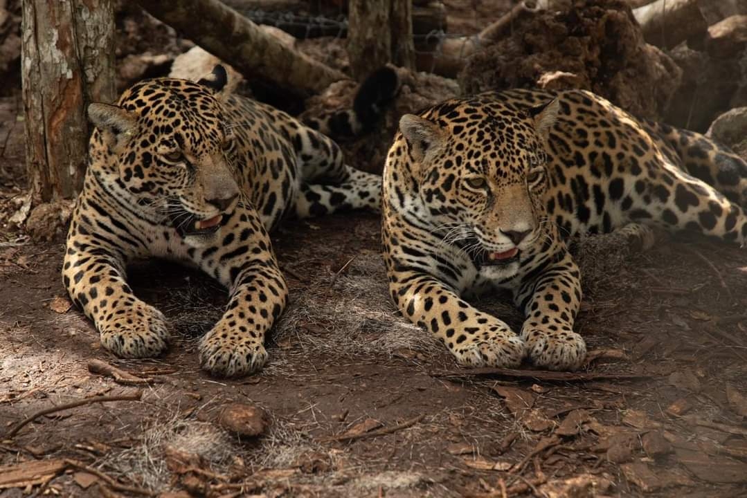 Nicté y Celestún: las dos jaguares abandonadas y liberadas en la biosfera de Calakmul
