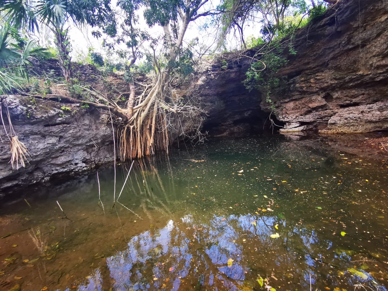 Anuncian limpieza de los cenotes Sahcabá y Siete Bocas en Sucopó, Yucatán