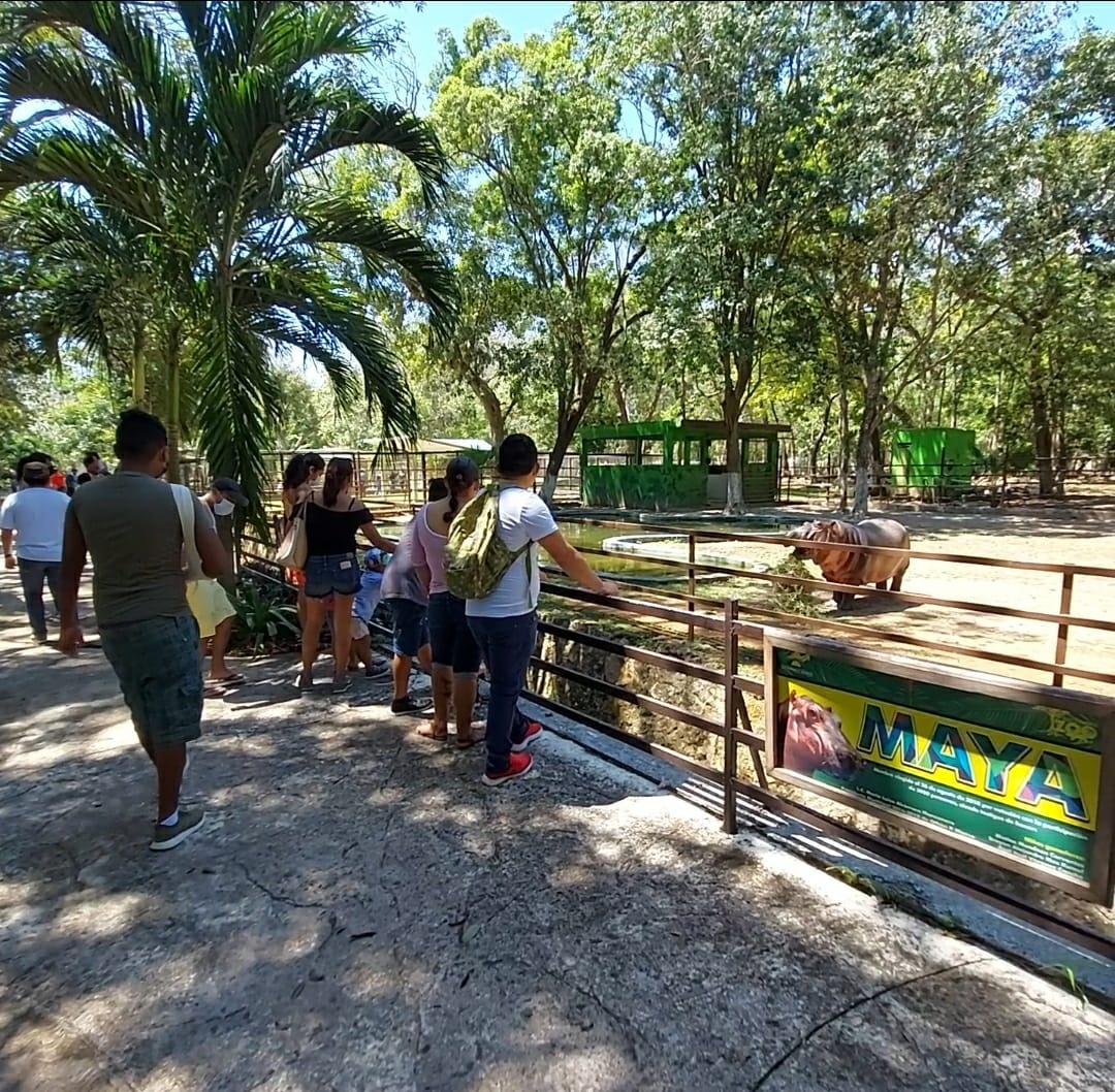 Reapertura de Jardín Zoológico Payo Obispo en Chetumal mantiene buena afluencia