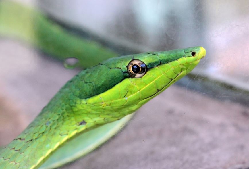 Cinco cosas que no sabías de la serpiente bejuquillla que habita en Yucatán