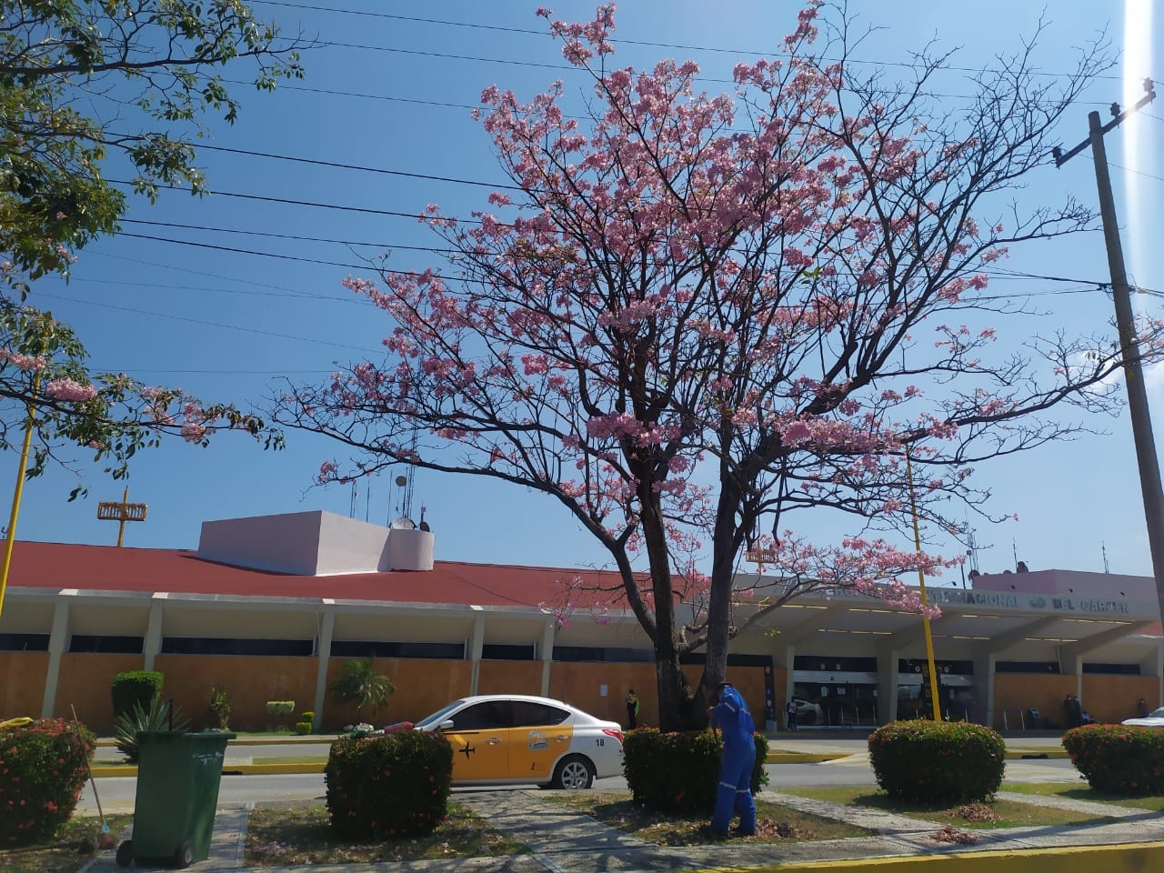 Los árboles de la especie maculis ya florecen