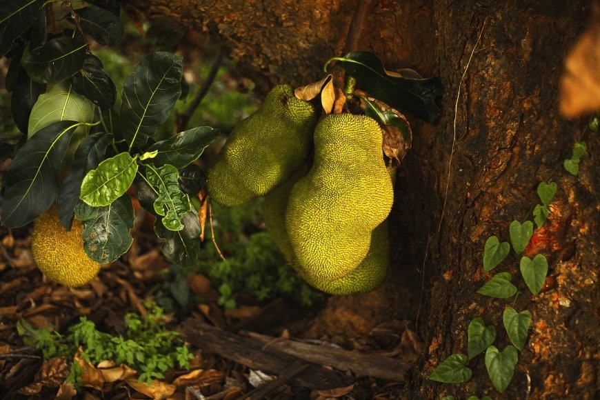 Cinco cosas que no sabías de la Yaca, fruta exótica de la Península de Yucatán