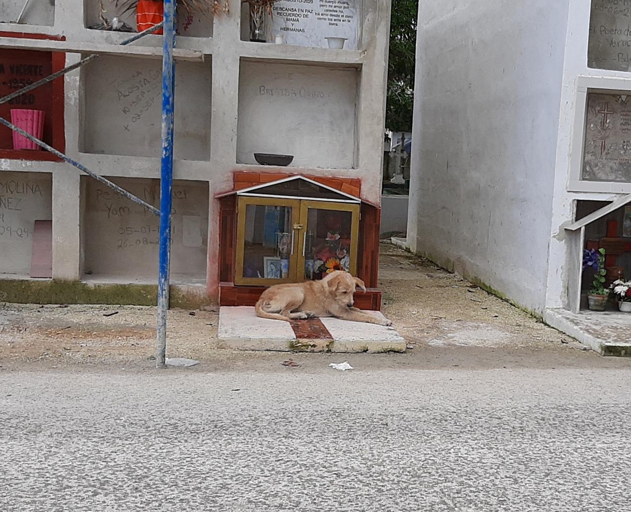 Proliferan animales callejeros en colonia Ejidal de Playa del Carmen