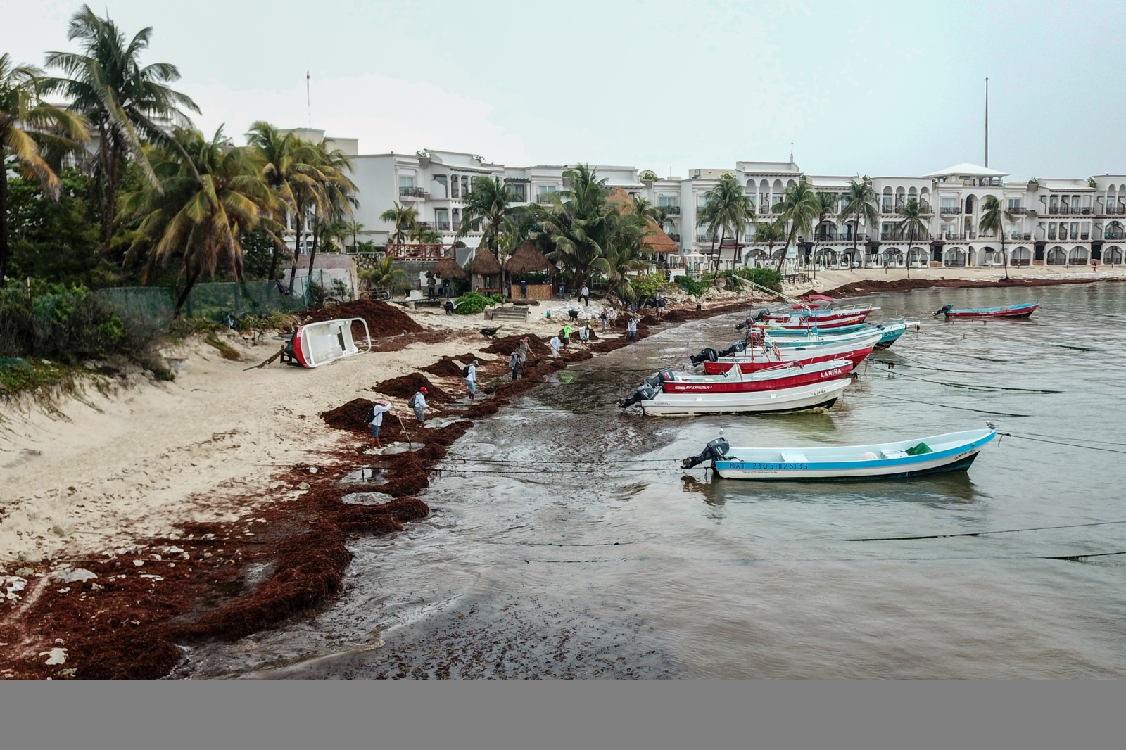 Pronostica investigador llegada masiva de sargazo a las costas de Quintana Roo