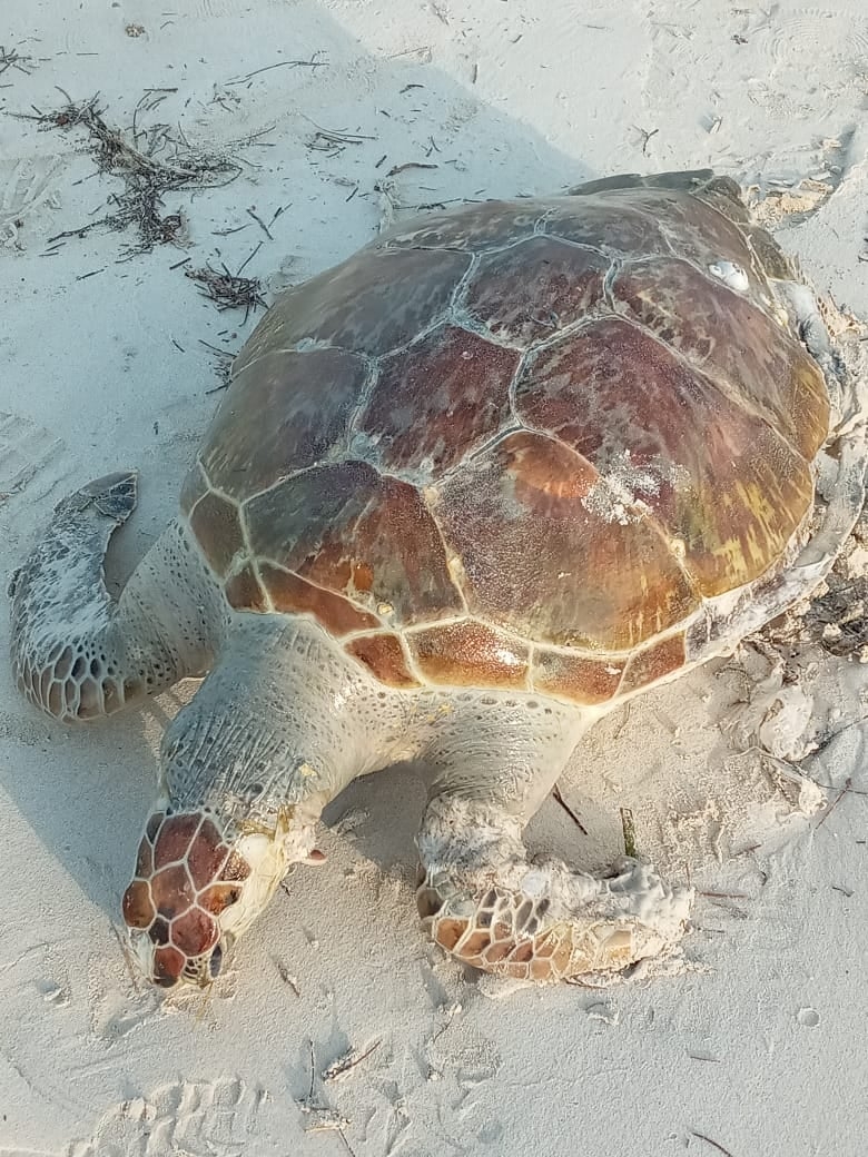 Por segundo día consecutivo, hallan una tortuga muerta en Progreso