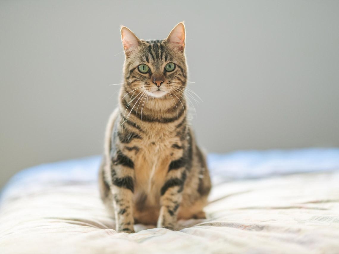 Un gato, la primera mascota contagiada de COVID-19 en Reino Unido