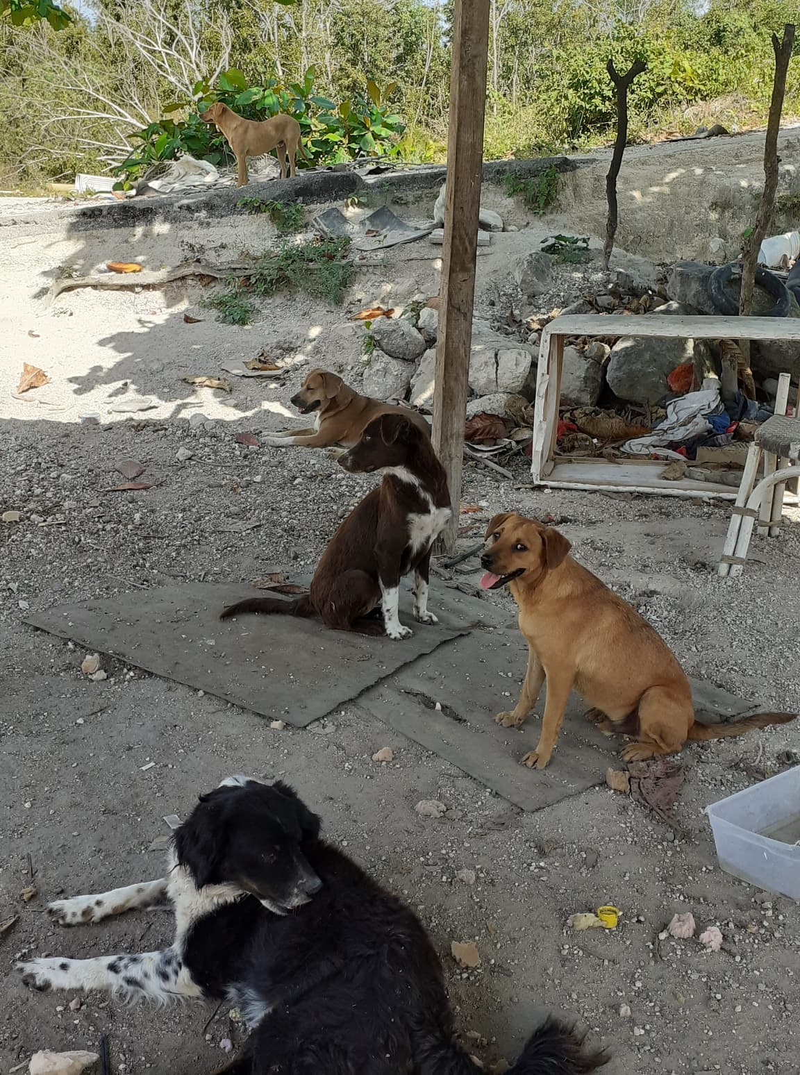 Rescatan a 13 perros abandonados en la Zona Industrial de Cozumel