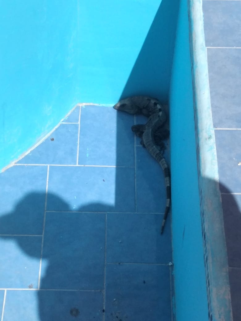 Rescatan a un tolok que llevaba dos semanas atrapado en una piscina en Progreso