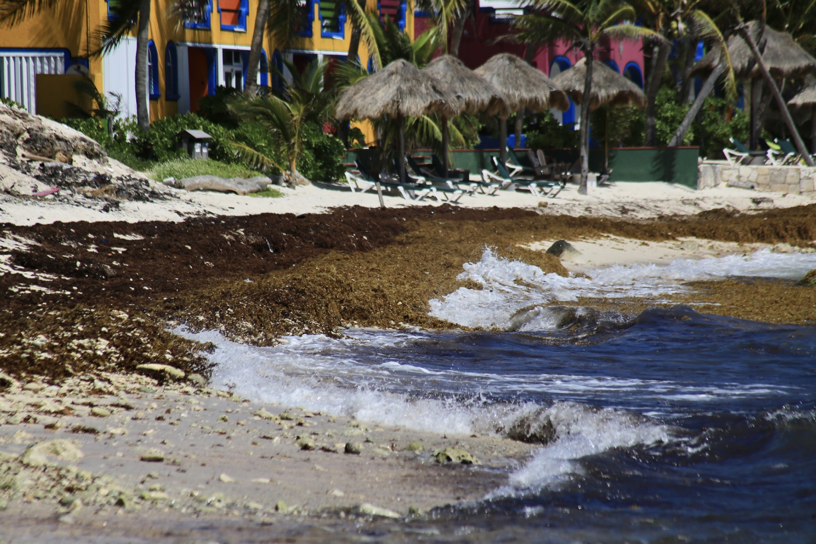 Hoteleros inician limpieza de sargazo en las playas de Tulum