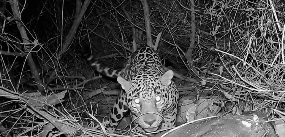 Captan a jaguar deambulando en zona aledaña a Mahahual