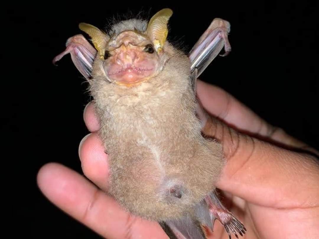 Capturan rara especie de murciélago en Cozumel