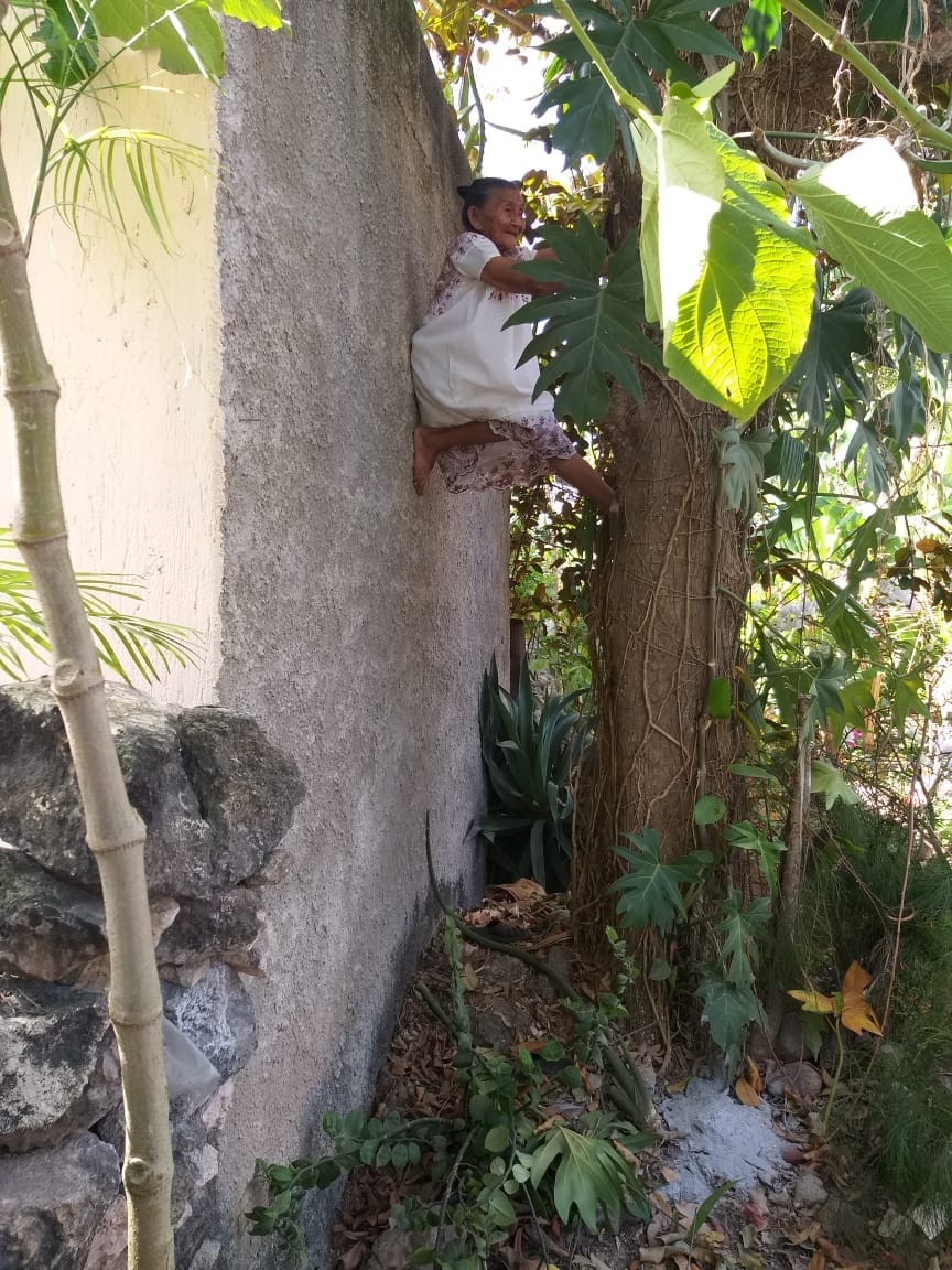 Abuelita yucateca se hace viral por subirse a un árbol de caimitos: VIDEO