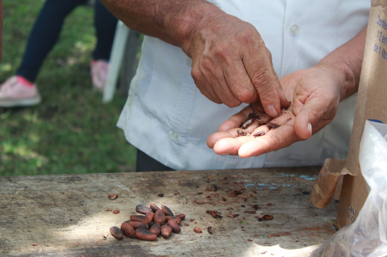 Tren Maya: Impulsan la producción de chocolate artesanal en Quintana Roo